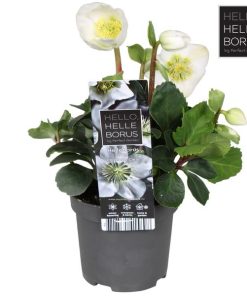 Helleborus Niger ‚Christmas Carol Early‘ XL P9 – Ø9cm – ↕20cm