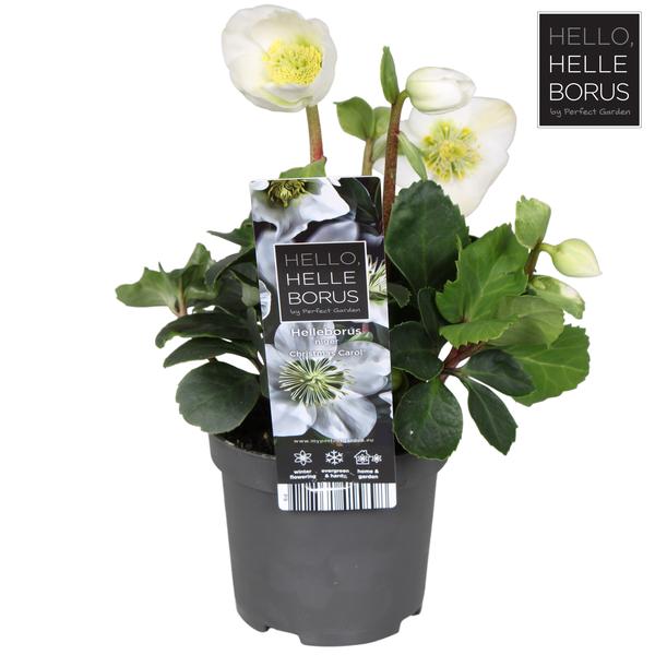 Helleborus Niger ‚Christmas Carol Early‘ XL P9 – Ø9cm – ↕20cm