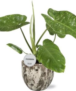 Philodendron Jose Buono – Ø15cm – ↕45cm + Sem Pot D16x14cm – Braun