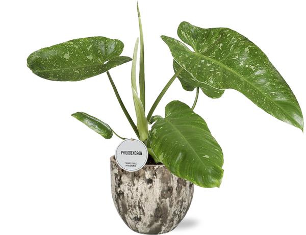 Philodendron Jose Buono – Ø15cm – ↕45cm + Sem Pot D16x14cm – Braun