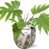 Philodendron Mayoi – Ø15cm – ↕35cm + Sem Pot D16x14cm – Braun