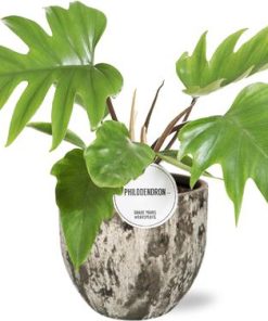 Philodendron Mayoi – Ø15cm – ↕35cm + Sem Pot D16x14cm – Braun