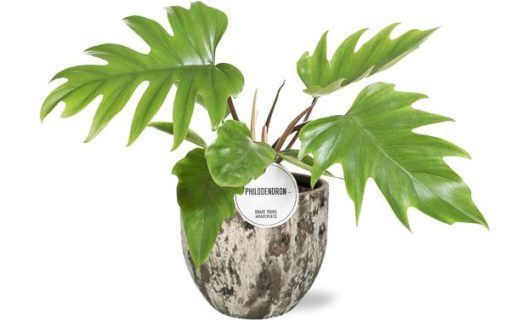 Philodendron Mayoi - Ø15cm - ↕35cm + Sem Pot D16x14cm - Braun