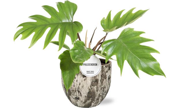 Philodendron Mayoi – Ø15cm – ↕35cm + Sem Pot D16x14cm – Braun