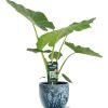 Alocasia Macrorrhiza – Ø19cm – ↕70cm + Sem Pot D20x18cm – Blau