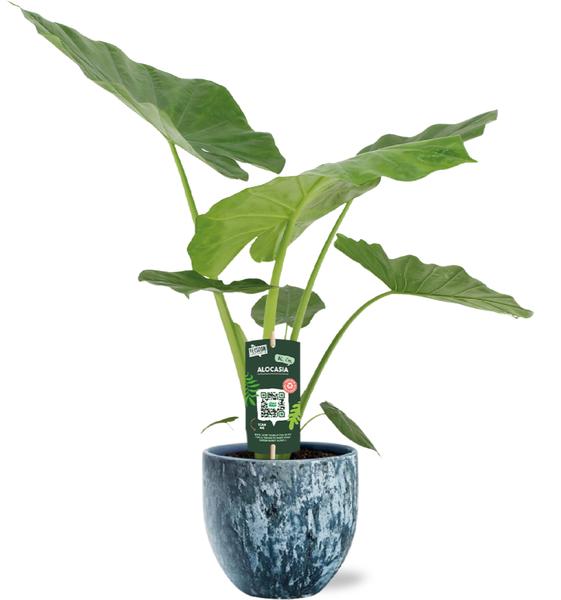 Alocasia Macrorrhiza – Ø19cm – ↕70cm + Sem Pot D20x18cm – Blau