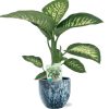 Dieffenbachia Seguine Tropic Snow – Ø19cm – ↕70cm + Sem Pot D20x18cm – Blau