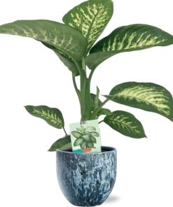 Dieffenbachia Seguine Tropic Snow – Ø19cm – ↕70cm + Sem Pot D20x18cm – Blau