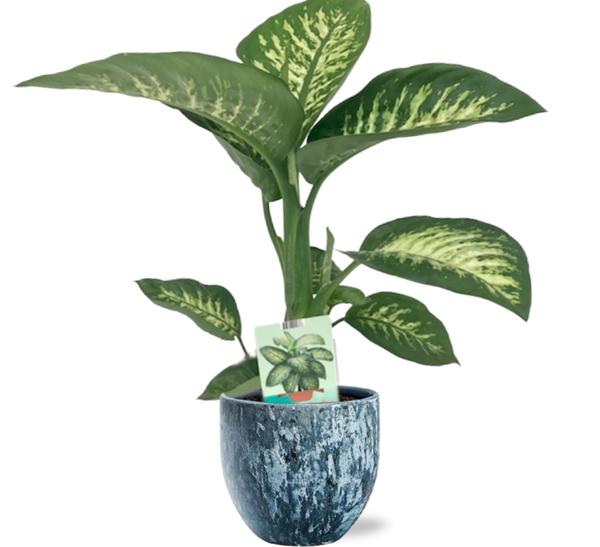 Dieffenbachia Seguine Tropic Snow – Ø19cm – ↕70cm + Sem Pot D20x18cm – Blau