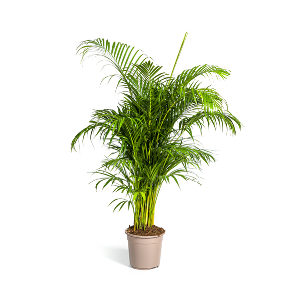 Dypsis lutescens Ø27cm – ↕180cm