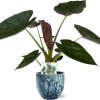 Alocasia Wentii – Ø19cm – ↕85cm + Sem Pot D20x18cm – Blau