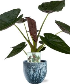 Alocasia Wentii – Ø19cm – ↕85cm + Sem Pot D20x18cm – Blau