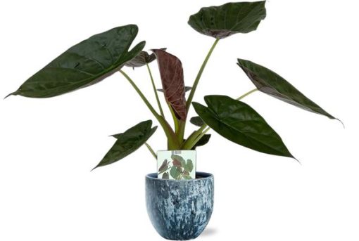 Alocasia Wentii - Ø19cm - ↕85cm + Sem Pot D20x18cm - Blau