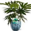 Fatsia Japonica Variegata – Ø19cm – ↕60cm + Sem Pot D20x18cm – Blau