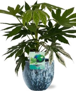 Fatsia Japonica Variegata – Ø19cm – ↕60cm + Sem Pot D20x18cm – Blau