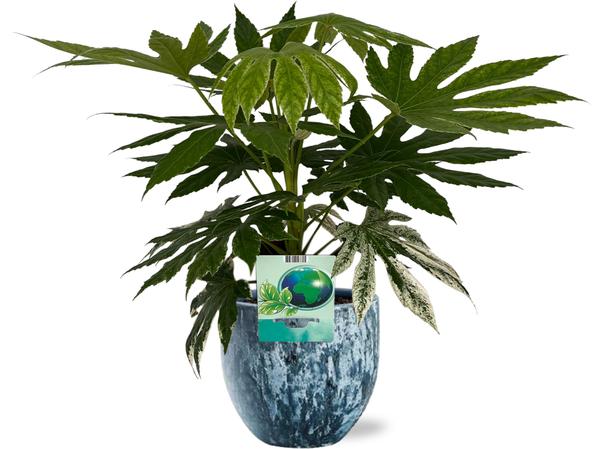 Fatsia Japonica Variegata – Ø19cm – ↕60cm + Sem Pot D20x18cm – Blau