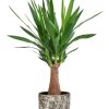 Yucca „Maya Tree“ – Ø19cm – ↕80cm + Sem Pot D20x18cm – Braun