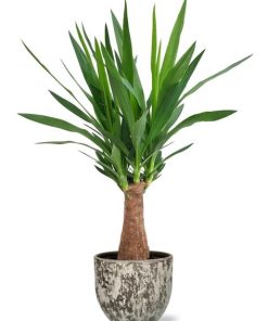 Yucca „Maya Tree“ – Ø19cm – ↕80cm + Sem Pot D20x18cm – Braun