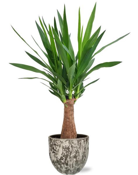 Yucca „Maya Tree“ – Ø19cm – ↕80cm + Sem Pot D20x18cm – Braun