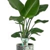 Strelitzia Nicolai – Ø19cm – ↕90cm + Sem Pot D20x18cm – Grün