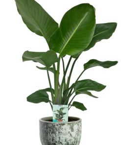 Strelitzia Nicolai – Ø19cm – ↕90cm + Sem Pot D20x18cm – Grün