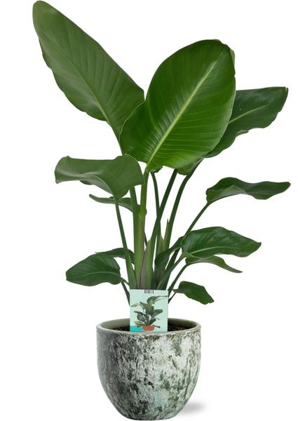 Strelitzia Nicolai – Ø19cm – ↕90cm + Sem Pot D20x18cm – Grün