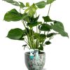 Monstera Deliciosa – Ø19cm – ↕60cm + Sem Pot D20x18cm – Grün