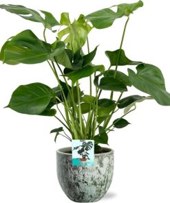 Monstera Deliciosa – Ø19cm – ↕60cm + Sem Pot D20x18cm – Grün