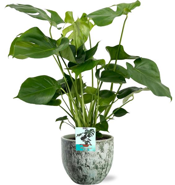 Monstera Deliciosa – Ø19cm – ↕60cm + Sem Pot D20x18cm – Grün