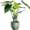 Alocasia Cucullata – Ø19cm – ↕55cm + Sem Pot D20x18cm – Grün