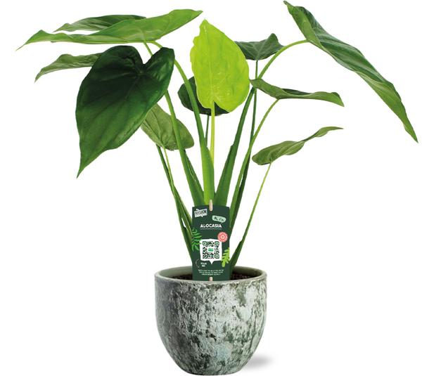 Alocasia Cucullata – Ø19cm – ↕55cm + Sem Pot D20x18cm – Grün