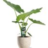 Alocasia Macrorrhiza – Ø19cm – ↕70cm + Sem Pot D20x18cm – Beige
