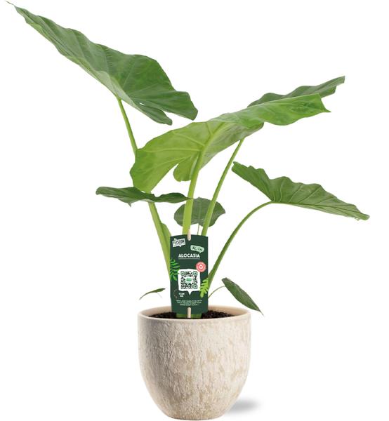 Alocasia Macrorrhiza – Ø19cm – ↕70cm + Sem Pot D20x18cm – Beige