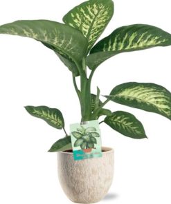 Dieffenbachia Seguine Tropic Snow – Ø19cm – ↕70cm + Sem Pot D20x18cm – Beige