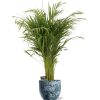 Dypsis Lutescens – Ø21cm – ↕110cm + Sem Pot D24x22cm – Blau