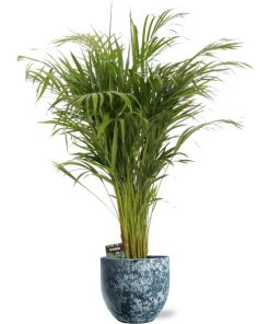 Dypsis Lutescens – Ø21cm – ↕110cm + Sem Pot D24x22cm – Blau