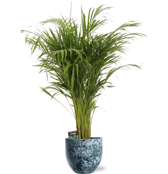 Dypsis Lutescens – Ø21cm – ↕110cm + Sem Pot D24x22cm – Blau