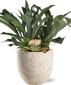 Platycerium Bifurcatum – Ø21cm – ↕50cm + Sem Pot D24x22cm – Beige