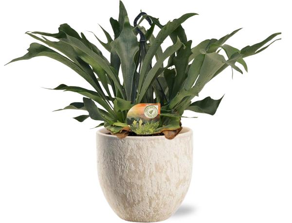 Platycerium Bifurcatum – Ø21cm – ↕50cm + Sem Pot D24x22cm – Beige