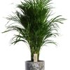 Dypsis Lutescens – Ø21cm – ↕100cm + Sem Pot D24x22cm – Braun