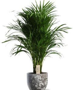 Dypsis Lutescens – Ø21cm – ↕100cm + Sem Pot D24x22cm – Braun