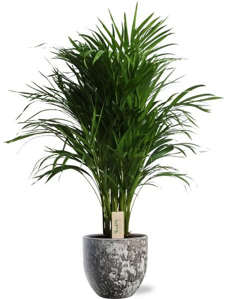 Dypsis Lutescens – Ø21cm – ↕100cm + Sem Pot D24x22cm – Braun