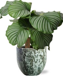 Calathea Orbifolia – Ø21cm – ↕55cm + Sem Pot D24x22cm – Grün