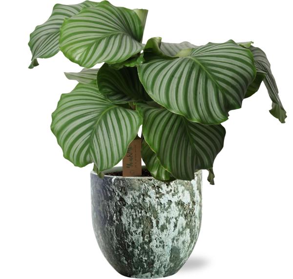 Calathea Orbifolia – Ø21cm – ↕55cm + Sem Pot D24x22cm – Grün