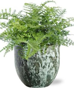 Asplenium Parvati – Ø21cm – ↕40cm + Sem Pot D24x22cm – Grün