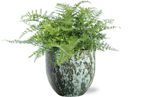 Asplenium Parvati – Ø21cm – ↕40cm + Sem Pot D24x22cm – Grün