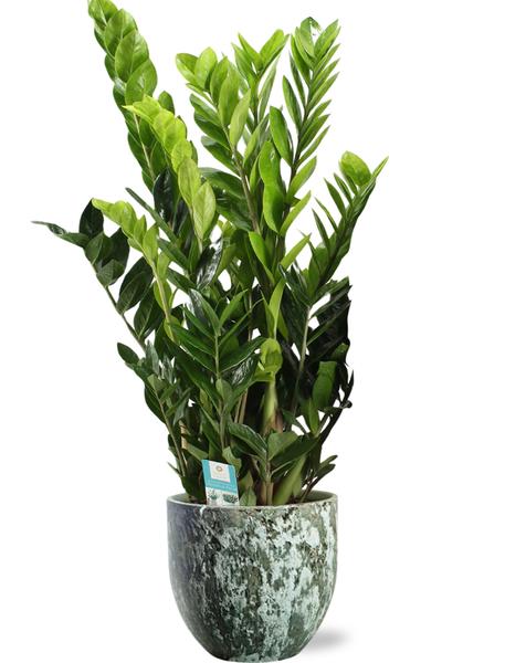 Zamioculcas Zamiifolia – Ø21cm – ↕95cm + Sem Pot D24x22cm – Grün