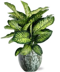 Dieffenbachia Camilla – Ø21cm – ↕75cm + Sem Pot D24x22cm – Grün