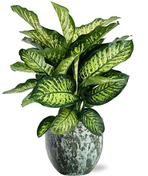 Dieffenbachia Camilla – Ø21cm – ↕75cm + Sem Pot D24x22cm – Grün