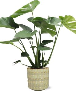 Monstera Deliciosa – Ø17cm – ↕60cm + Stian Pot D18x17cm – Grün